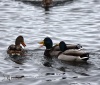 ��� ����� ���������� �������������� ������������������ ������� �������� ����